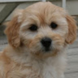 Meet your Posher, Liz